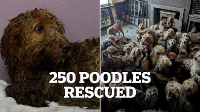 Yaşlı kişinin mənzilindən 250 it tapıldı - Video+Foto