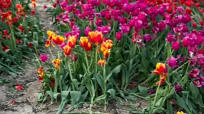 Bulvarda əkilən gülləri kim bu hala salıb? - Video