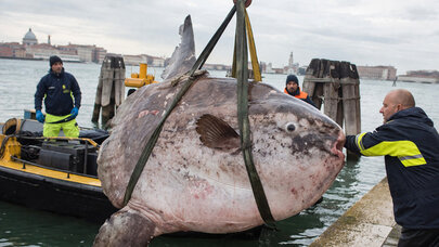 Venesiyada inanılmaz hadisə: Nəhəng canlı kanalı bağladı, hərəkət dayandı