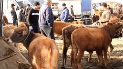 Azərbaycanda heyvan satışı bazarları ilə bağlı yeni qadağa
