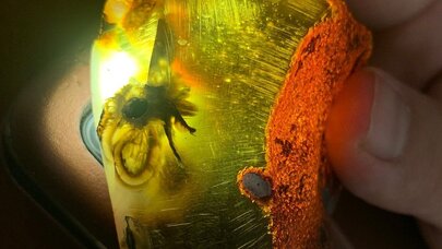 Alimlər daşın içindən 35 milyon yaşı olan qeyri-adi hörümçək tapdılar