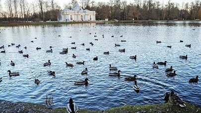 Türklər Rusiyanın bu şəhərinə axın edirlər: Səbəb nədir?