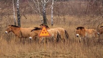 Çernobılda “mutasiya möcüzəsi”: Bu heyvanlar radiasiyaya necə qalib gəlir?