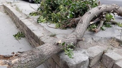 Bakıda güclü külək səbəbindən 34 ağac aşıb