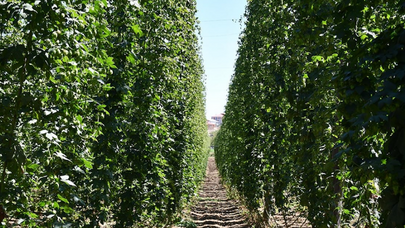 Kəsib zibilə atırıq: Avropada qızıldan baha satılır - Foto