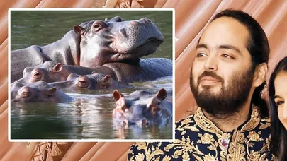 Məşhur milyarder Eskobarın begemotlarına "elçi" çıxdı: Öldürməyin, bizə verin