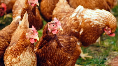 Bu toy 140 toyuğun tələf olmasına səbəb oldu - FOTO