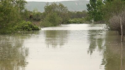 Əkin sahələri və nar bağları su altında qaldı - Foto
