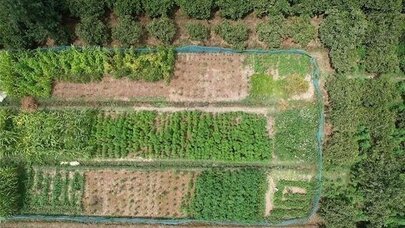 Balakəndə narkotik plantasiyası aşkarlandı
