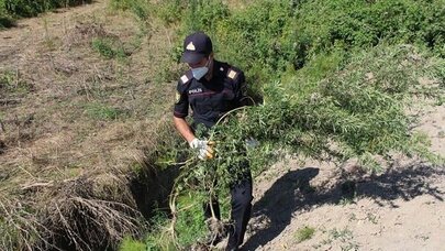 Salyanda 27 kilo çətənə kolu ələ keçirildi