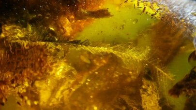 40 milyon yaşı olan lələk tapıldı - FOTOLAR