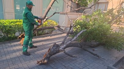 Güclü külək Bakıda ağaclara ziyan vurdu