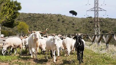 Avropa meşə yanğınlarına qarşı keçilərə möhtac qaldı - Qeyri-adi üsul