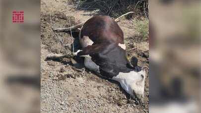 Cəlilabadda qırılan elektrik naqili tələfata səbəb oldu