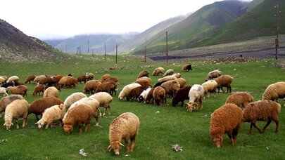 Yaylaqlar daralır, sürülər azalır - Ət kəskin bahalaşacaq