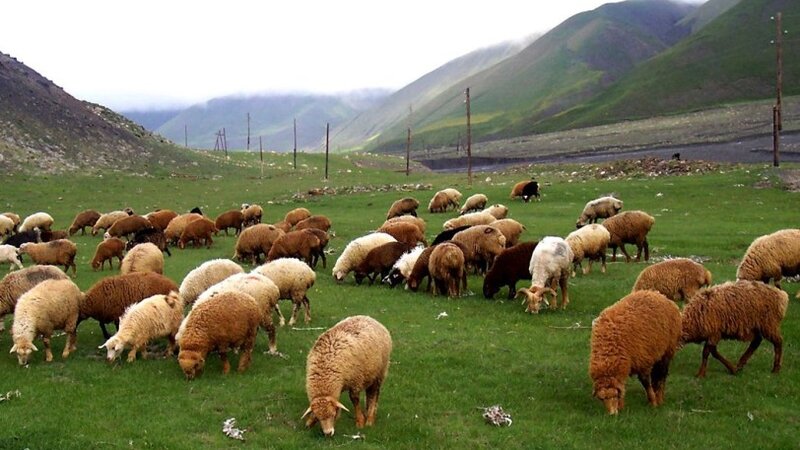 Yaylaqlar daralır, sürülər azalır - Ət kəskin bahalaşacaq