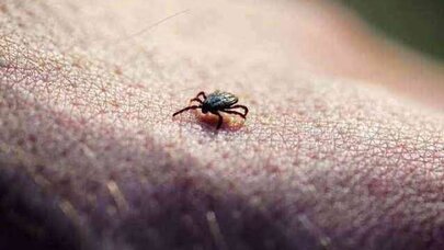 Çində yeni virus aşkarlandı: gənə ilə ötürülür