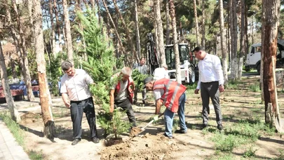 Abşeronda qurumuş ağacların yerlərinə yeni tinglərin əkilir - FOTOLAR