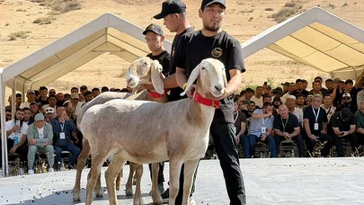 Qırğızıstanda qoç 1 milyon dollara satıldı