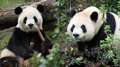 Çinin "panda diplomatiyası" davam edir