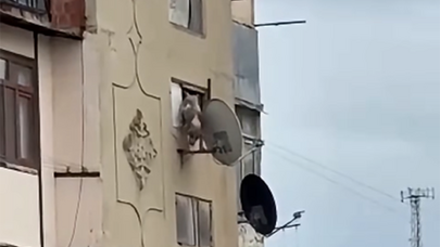 Bakıda iti binadan atan şəxs məsuliyyətə cəlb edildi