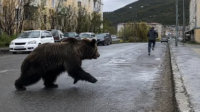 Rusiya bu görüntülərdən danışır: Ayı qadını təqib etdi - Video