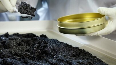 Ölkədə kürü istehsalı son 5 ildə 36 dəfə artıb