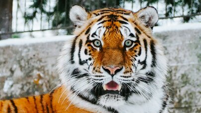 Zooparkda pələng kişini parçaladı