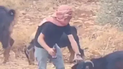 Heyvanları zəhərləyib fələstinliləri günahlandırmaq istədi - Planı ifşa oldu