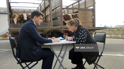 Ağdam, Xocalı və Laçın sakinlərinə damazlıq heyvanların paylanılmasına başlandı
