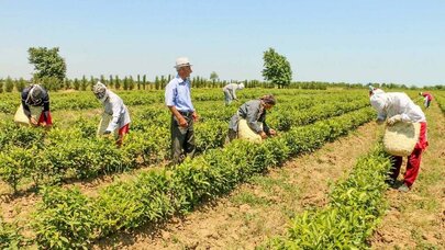 Azərbaycanda "Məhsul şəhadətnaməsi haqqında" qanun I oxunuşda təsdiq edildi