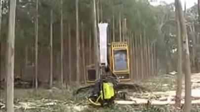 Amazon meşələrinin yeni  qatili - Video, Foto