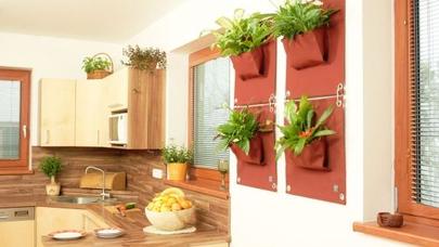 Evi dibçəklərlə bəzə! - - FOTO