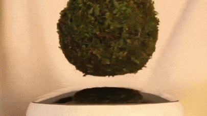 Yaponlar uçan dibçək icad etdilər - FOTOLAR