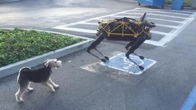 Robot it ilk dəfə gerçək itlə qarşılaşdı – VİDEO