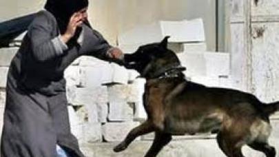 Zaqatalada ŞOK OLAY: Quduz itin dişlədiyi qadın...