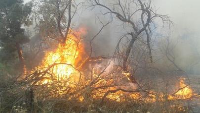 Hacıqabulda yaşıllıqlar yandı