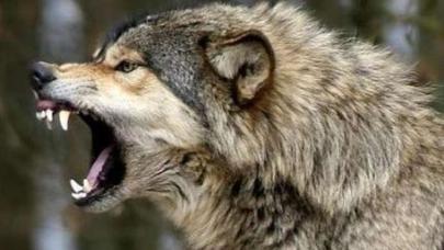 Canavarlar İsmayıllı sakininin üzünü parçaladı