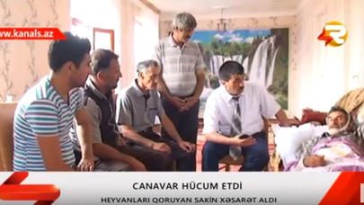 İsmayıllıda canavarlar kəndə hücum etdi: 1 nəfər yaralanıb  - VİDEO/FOTO
