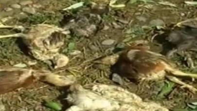 Dolu damları dağıtdı, heyvanları tələf etdi - VİDEO