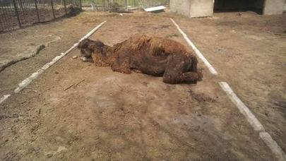 Zooparkın direktoru: “Bunlar bizdən nə istəyir?” - FOTO