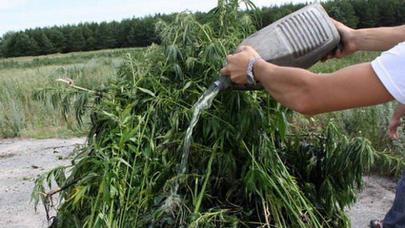 Sabirabadda çətənə kolları aşkarlandı