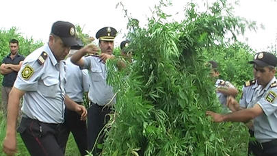 1 tona yaxın çətənə kolu aşkarlandı