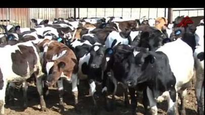 Biləsuvarlı fermer: “Şikayətlərimin nəticəsi yoxdur”