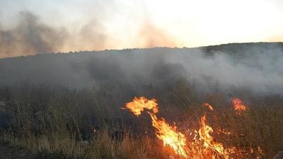 Cəlilabadda meşə yandı