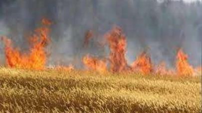 Ağcabədi və Cəlilabadda taxıl sahələri yandı