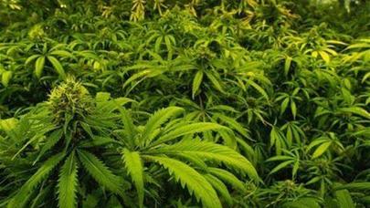 Azərbaycanda Dövlət Qoruğunda narkotik kolları aşkarlandı