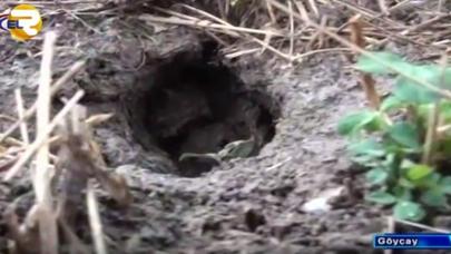 Gəmiricilər Göyçaya hücum çəkdi - VİDEO/FOTO