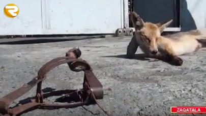 Tülkü kəndə hücum çəkdi - VİDEO