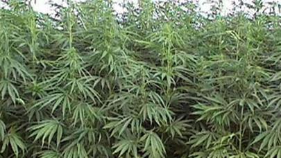 Lənkəran sakininin həyətində çətənə kolları aşkarlanıb